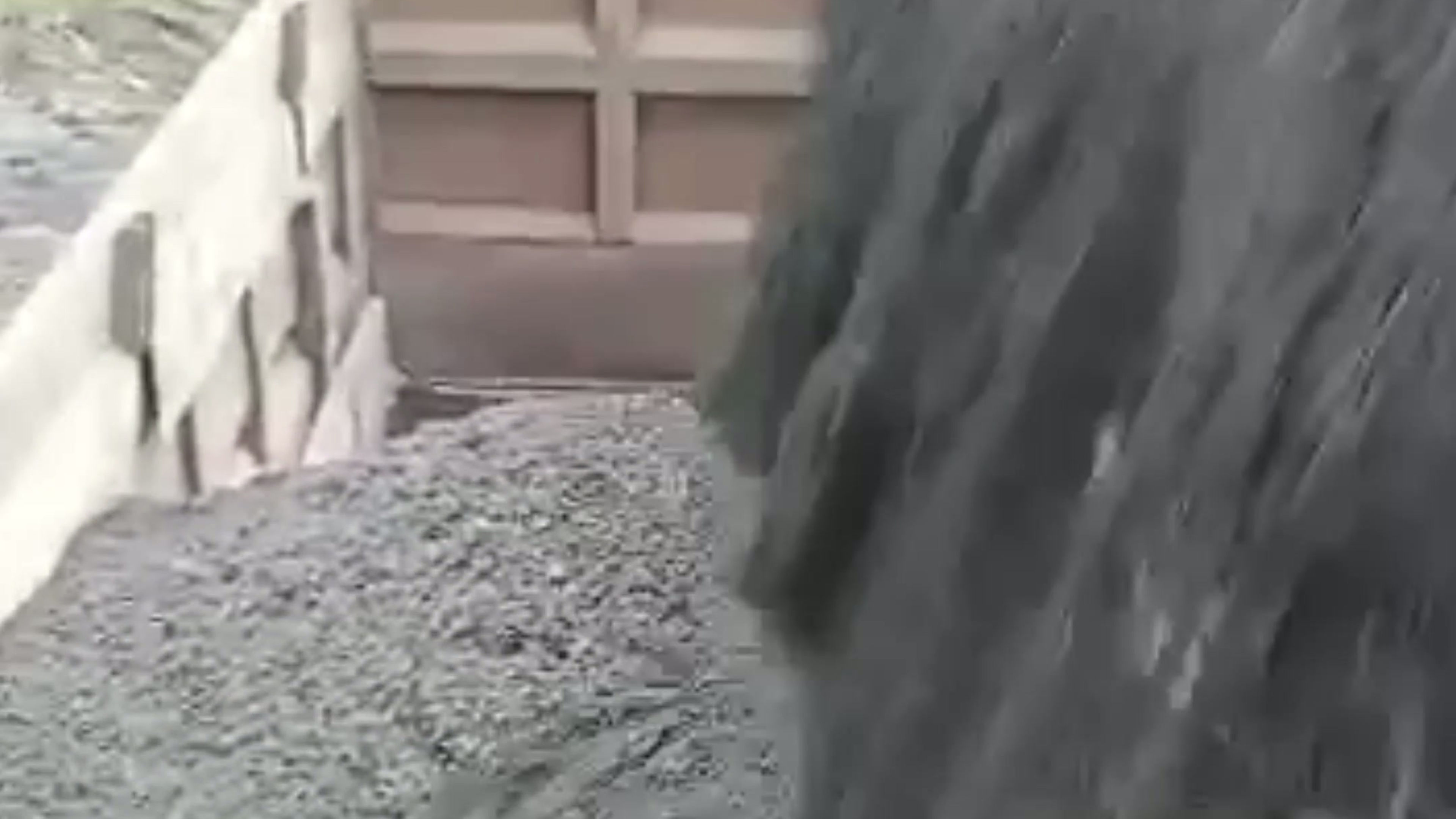 All Videos
